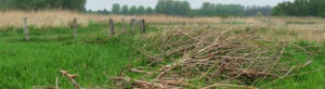 Grasland twiskepolderb