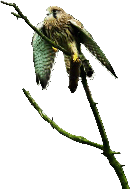 torenvalk Torenvalk